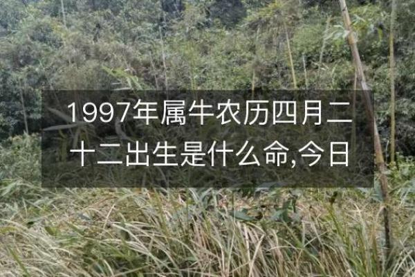 1997年出生的属牛男孩婚姻运势如何 未来哪年结婚好