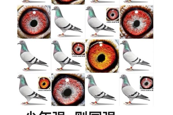 牛马最佳配对第一名品种推荐，哪种组合产出的后代最优秀？