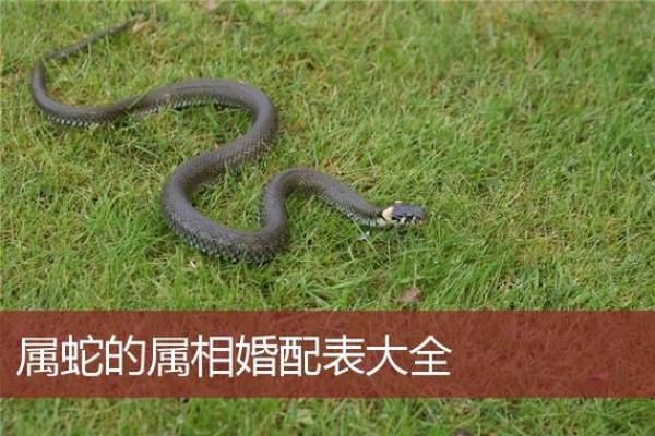 属蛇人婚姻命运解析:如何找到最适合的伴侣并经营幸福长久的关系? 属蛇人婚姻命运解析:如何找到最适合的伴侣并经营幸福长久的关系?