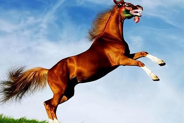 马和猴在一起做生意谁带财运比较好，合作能赚钱吗？