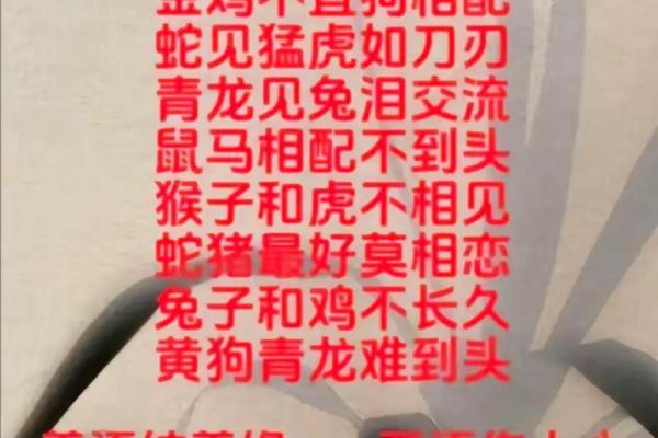 兔龙属相婚配是否真的合适？专家解析传统婚配观念