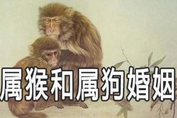 1992年属猴人的婚姻配对宜忌，哪些生肖最合适结婚？