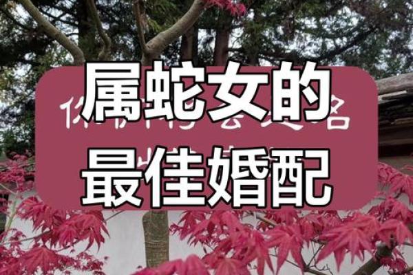 属蛇的最佳婚配属相是哪些上等配对组合推荐