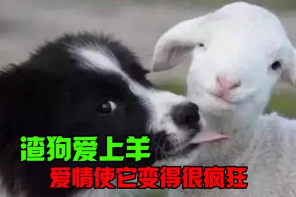 男狗女羊的婚姻能长久吗？会不会经常吵架闹矛盾
