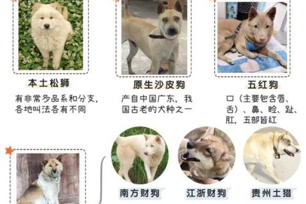 哪些犬种与有小孩的家庭最匹配且能和谐共处？