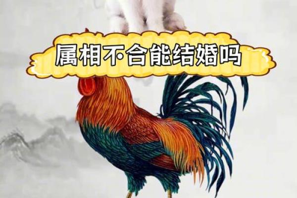 属鸡的男生和什么属相结婚最幸福长久