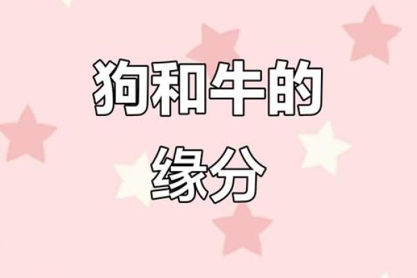 从生肖配对角度分析，属狗者与哪些属相合作最顺利