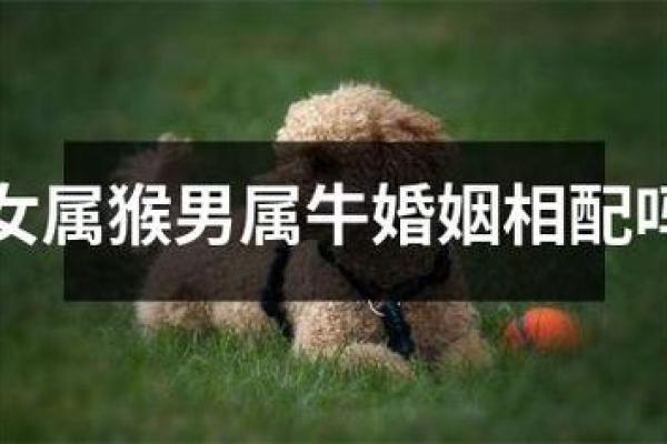 从生肖配对角度分析，属猴者与什么属相结合婚姻最幸福美满？