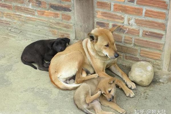 家里同时养马和狗在传统文化中是否真的能够带来财富和好运
