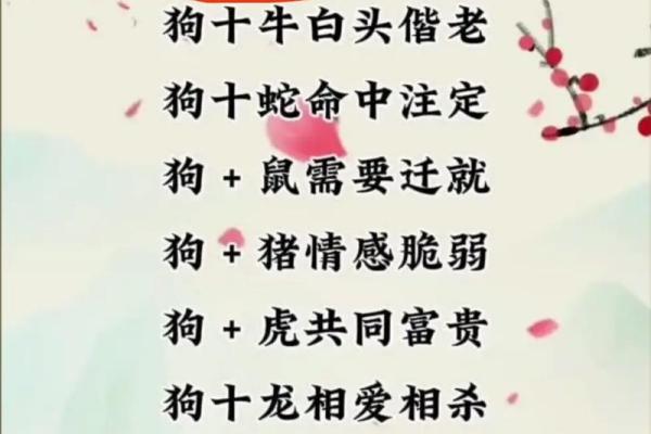 属鸡和属狗的婚姻是否幸福？从性格和运势角度分析配对建议