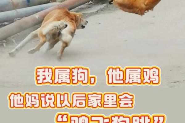 1981年属鸡男与1982年属狗女的婚姻运势如何？详细解析性格与缘分