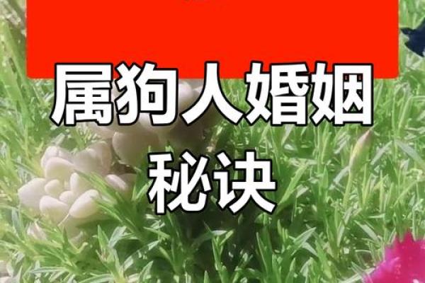 属狗的女性最适合与哪些生肖配对婚姻？