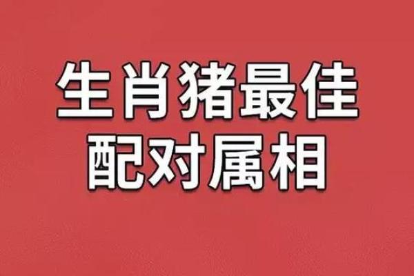 属猪的最佳婚配生肖有哪些，如何避免相冲相克的情况