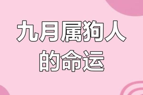 属狗的人最佳事业搭档生肖配对解析与建议