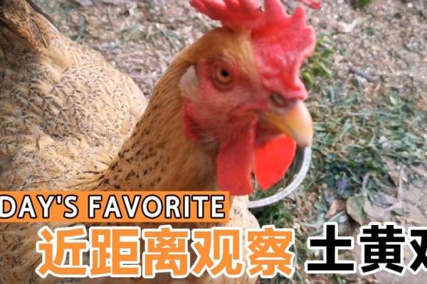 土黄日是哪几天 土黄日是什么时候