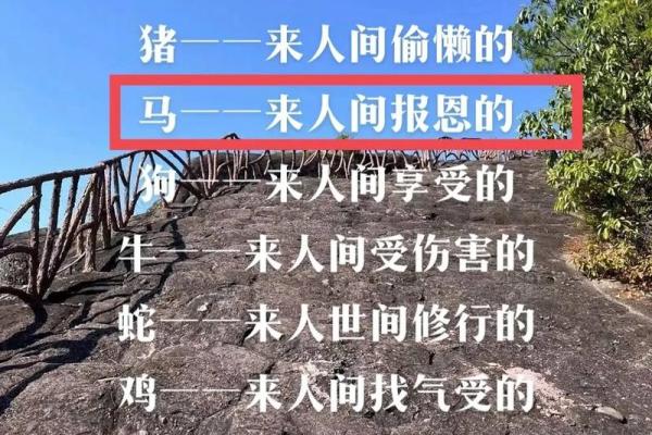 属马的人遇到真爱会有哪些明显的行为表现和情感特征分析