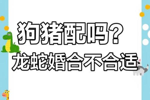 属狗女和属猪男的婚姻相配吗，性格合不合会不会经常吵架