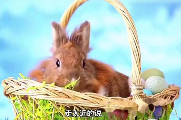 属兔的和什么属相结婚最幸福，能白头偕老？