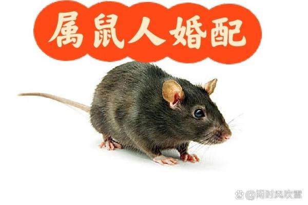 1996年属鼠的人最佳婚配属相是哪些，性格合吗