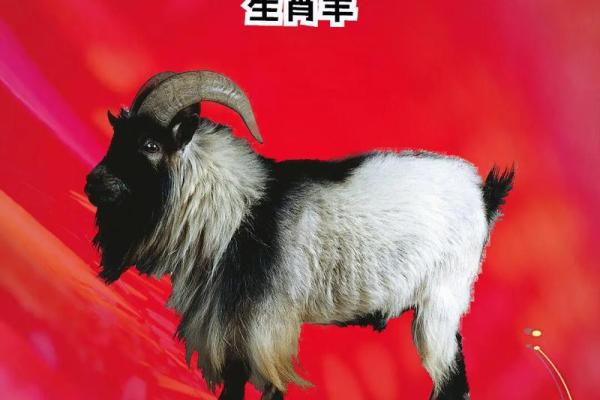 民间说法羊女克夫最严重的属相是哪些？如何化解婚姻不顺？