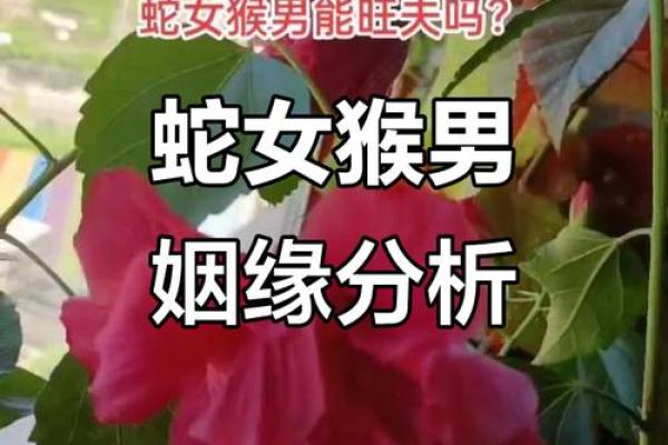 龙女和蛇男属相合不合 男蛇和女虎相差9岁婚姻如何