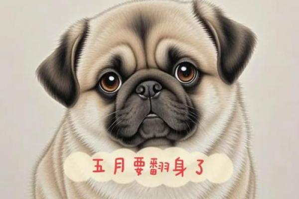 ‌参差不齐打一个生肖 → 狗（犬牙交错，参差不齐）‌