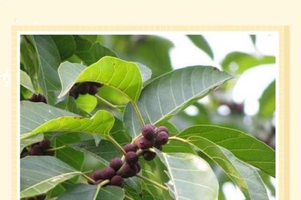 黄金葛什么属相不能养 最旺宅的植物黄金葛