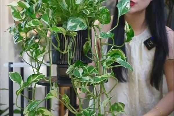 黄金葛什么属相不能养 最旺宅的植物黄金葛