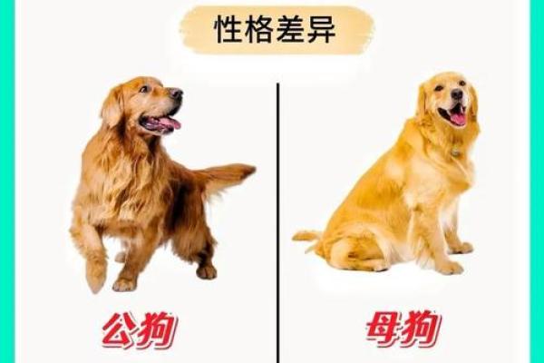 从性格角度分析男狗女羊为何被称为绝配组合