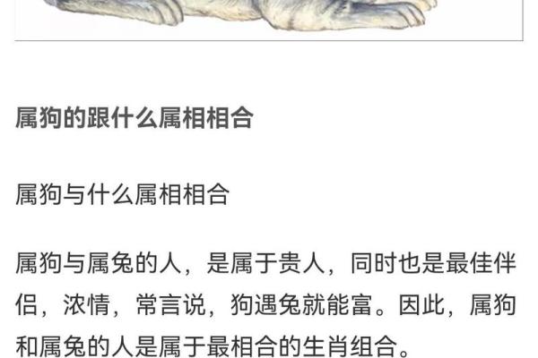狗和牛的属相婚配是否合适，两人在一起会幸福吗？