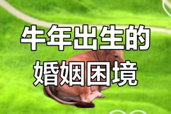 1985年属牛人如何化解婚姻中的固执性格以增进感情
