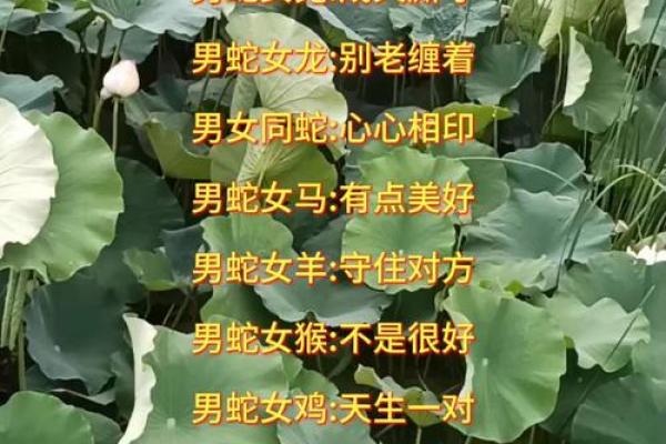 属蛇男和什么属相最配婚姻幸福长久