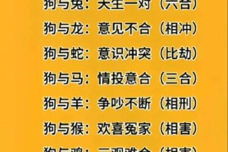 男狗女鼠生肖配对婚姻是否幸福长久，属相合不合？
