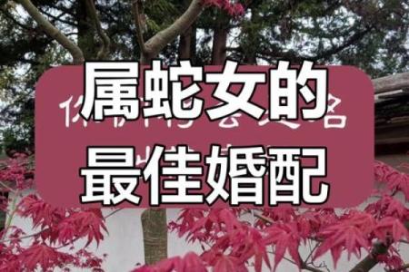 属蛇的最佳婚配属相是哪些上等配对组合推荐