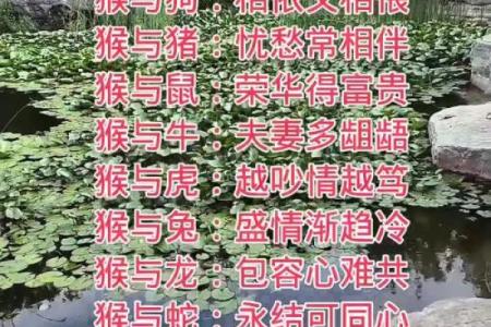 从五行八字角度分析，生肖猴和兔在一起合作或婚姻是否相克？