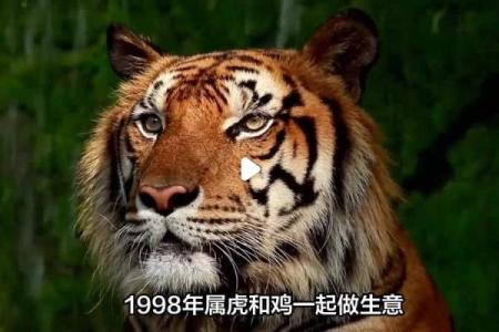 属鸡和属虎的合不合？在婚姻和事业合作上的配对情况分析