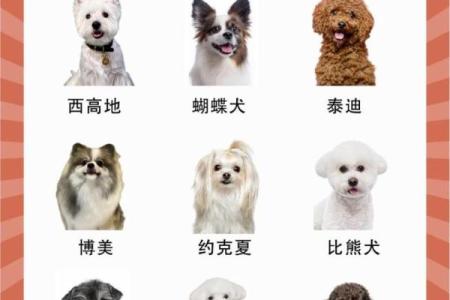 哪些犬种与有小孩的家庭最匹配且能和谐共处？