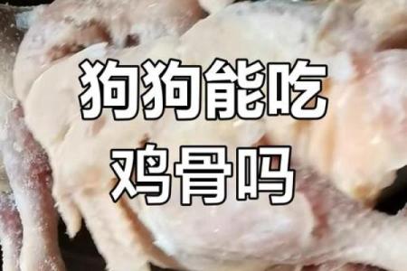 家里同时养鸡和狗需要注意什么？会不会对鸡的健康造成威胁