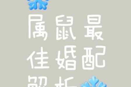 属鼠和属马的夫妻组合在婚姻中需要注意哪些关键问题？