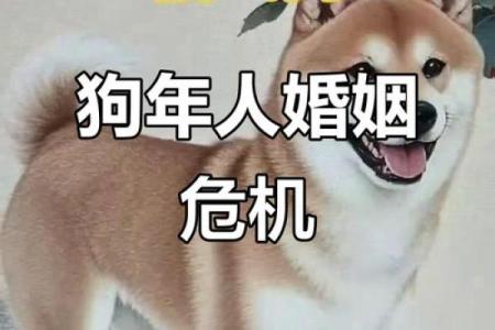 82年属狗女性43岁婚姻危机该如何化解，有什么方法可以避免离婚？