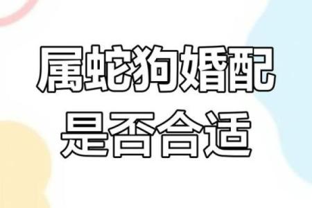 1982年属狗的人第二次婚姻在哪一年最合适呢