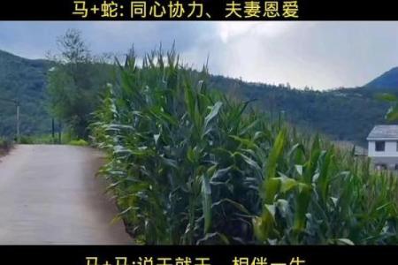 男鼠女马相差六岁婚姻配对详解，属相与年龄差距如何影响感情？
