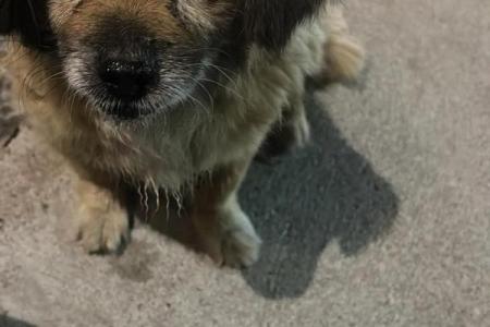 鸡肠狗肚是什么意思(鸡肠狗肚指着什么生肖)