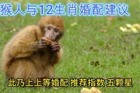 猴和谁是天生一对？十二生肖最佳配对解析与爱情运势指南