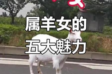 属羊的女人克夫是真的吗？具体会克哪些生肖的丈夫呢？