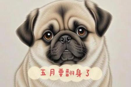 ‌参差不齐打一个生肖 → 狗（犬牙交错，参差不齐）‌