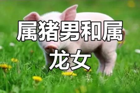71属猪女最佳婚配 71属猪女最佳婚配谁一