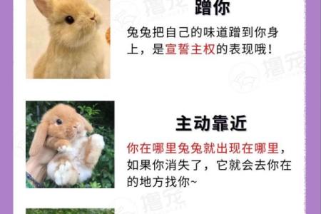 兔和兔相配的婚姻是否真的能够幸福长久？