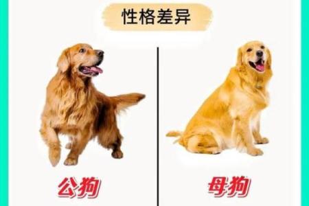 从性格角度分析男狗女羊为何被称为绝配组合