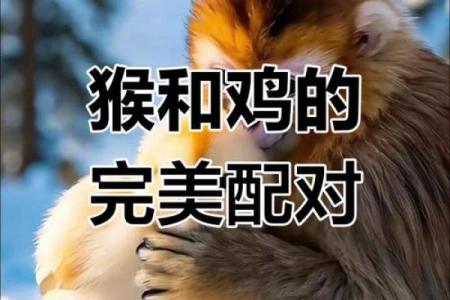 猴男和猴女的属相合不合 猴男和猴女的属相合不合婚